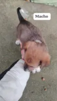 quero doar esse filhotes porque não tenho condições de cuidar bem 