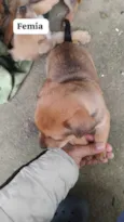 quero doar esse filhotes porque não tenho condições de cuidar bem 