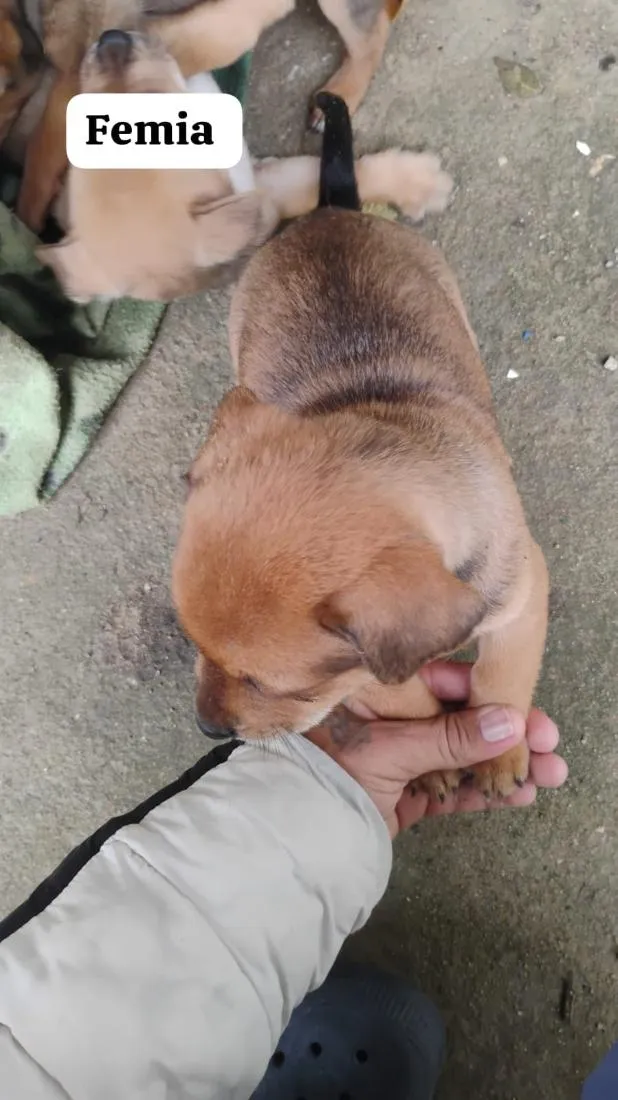 Cachorro raça SRD-ViraLata idade Abaixo de 2 meses nome quero doar esse filhotes porque não tenho condições de cuidar bem 