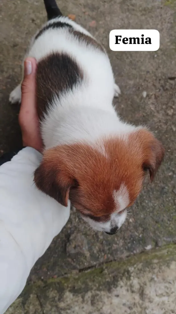 Cachorro raça SRD-ViraLata idade Abaixo de 2 meses nome quero doar esse filhotes porque não tenho condições de cuidar bem 