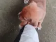 quero doar esse filhotes porque não tenho condições de cuidar bem 