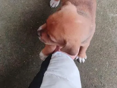 Cachorro raça SRD-ViraLata idade Abaixo de 2 meses nome quero doar esse filhotes porque não tenho condições de cuidar bem 