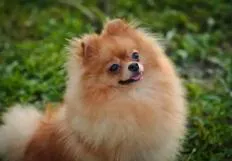 Cachorro raça SRD-ViraLata idade 1 ano nome jubileu