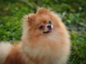 Cachorro raça SRD-ViraLata idade 1 ano nome jubileu