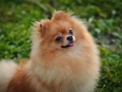 Cachorro raça SRD-ViraLata idade 1 ano nome jubileu