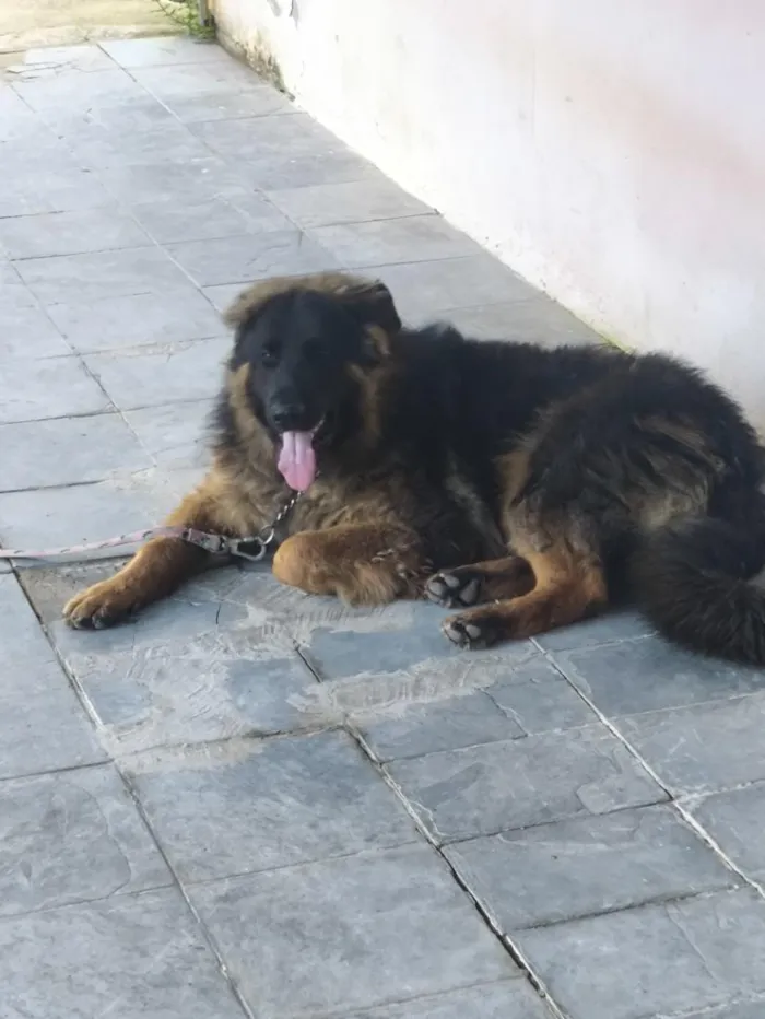 Cachorro raça Pastor Alemão idade 7 a 11 meses nome Iron
