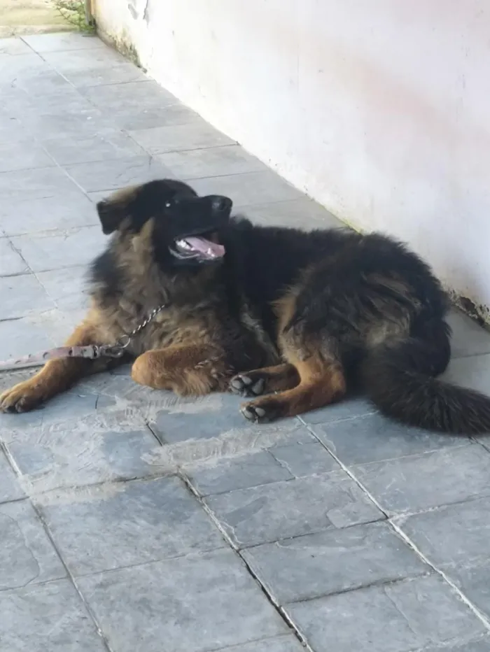Cachorro raça Pastor Alemão idade 7 a 11 meses nome Iron