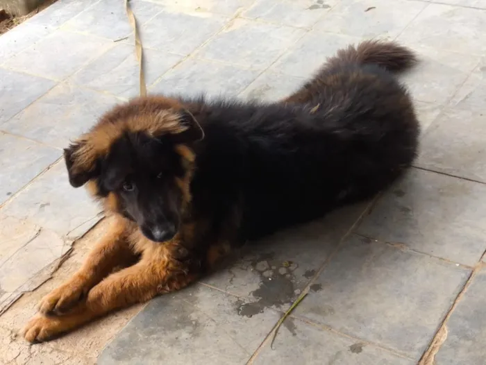 Cachorro raça Pastor Alemão idade 7 a 11 meses nome Iron