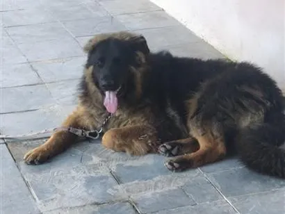 Cachorro raça Pastor Alemão idade 7 a 11 meses nome Iron