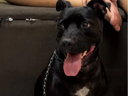 Cachorro raça Pit-Bull idade 2 anos nome Ventania