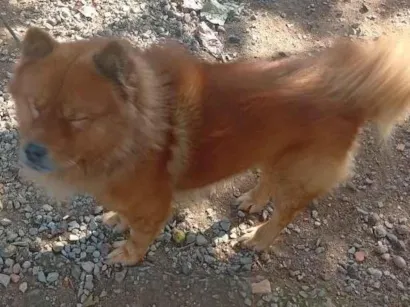 Cachorro raça Rottweiler idade 2 anos nome Apollo