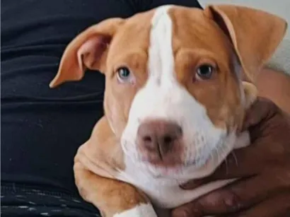 Cachorro raça Pit-Bull idade 7 a 11 meses nome Ranzo