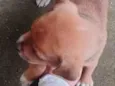 quero doar esse filhotes porque não tenho condições de cuidar bem 