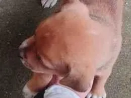 Cachorro raça SRD-ViraLata idade Abaixo de 2 meses nome quero doar esse filhotes porque não tenho condições de cuidar bem 