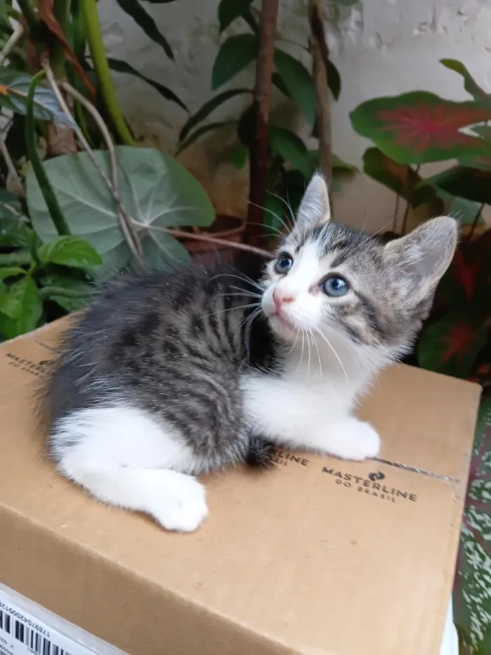 Gato raça SRD-ViraLata idade Abaixo de 2 meses nome Bisteca