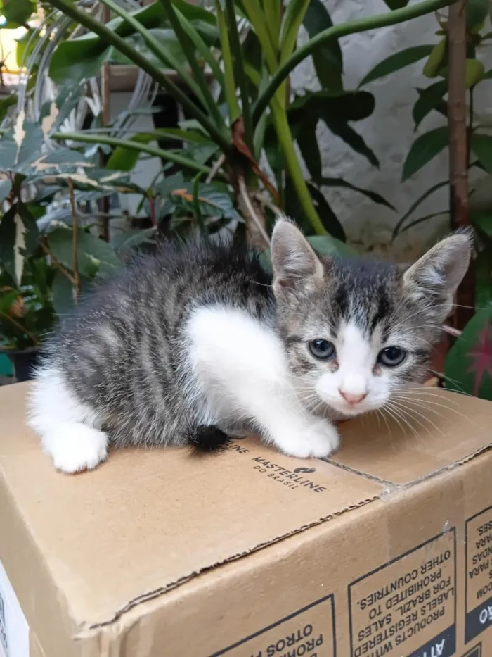 Gato raça SRD-ViraLata idade Abaixo de 2 meses nome Bisteca