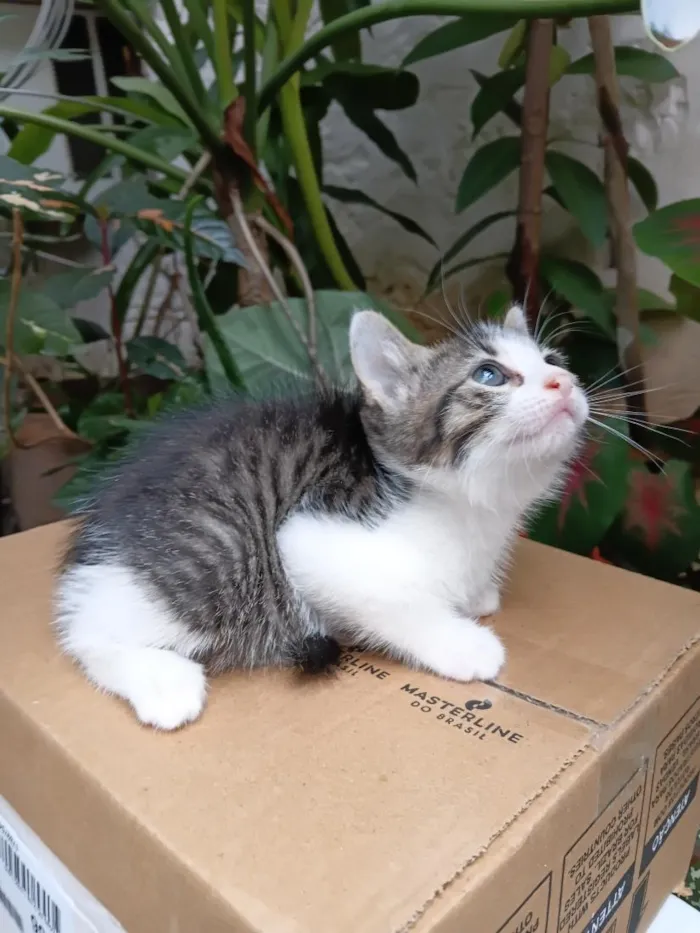 Gato raça SRD-ViraLata idade Abaixo de 2 meses nome Bisteca
