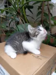 Bisteca