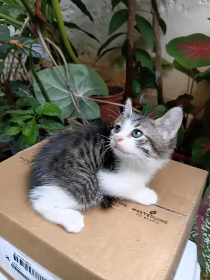 Gato raça SRD-ViraLata idade Abaixo de 2 meses nome Bisteca