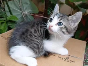 Gato raça SRD-ViraLata idade Abaixo de 2 meses nome Bisteca