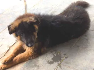 Cachorro raça Pastor Alemão idade 7 a 11 meses nome Iron