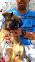 Mel bb4meses porte Pequeno 