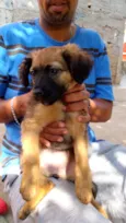 Mel bb4meses porte Pequeno 