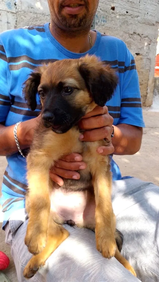 Cachorro raça SRD-ViraLata idade 2 a 6 meses nome Mel bb4meses porte Pequeno 