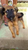 Mel bb4meses porte Pequeno 