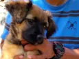 Mel bb4meses porte Pequeno 