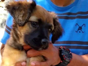 Cachorro raça SRD-ViraLata idade 2 a 6 meses nome Mel bb4meses porte Pequeno 