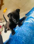pretinha 