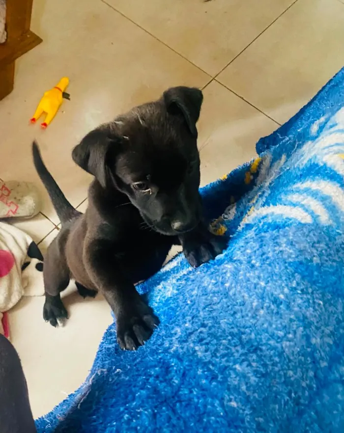 Cachorro raça Pit-Bull idade 2 a 6 meses nome pretinha 