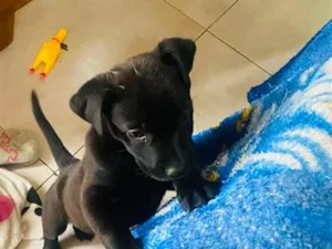 Cachorro raça Pit-Bull idade 2 a 6 meses nome pretinha 