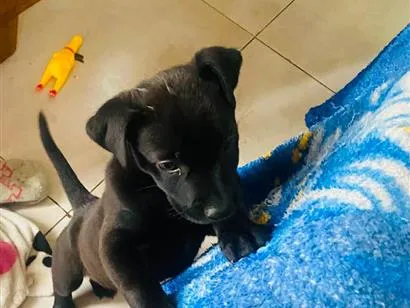 Cachorro raça Pit-Bull idade 2 a 6 meses nome pretinha 