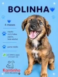 Bolinha