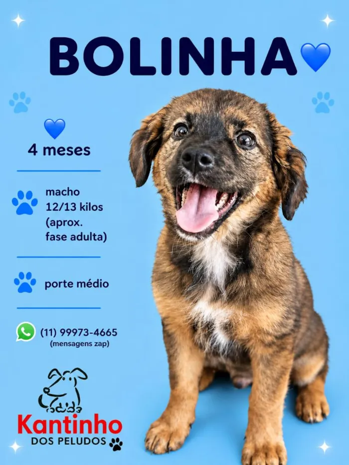 Cachorro raça SRD-ViraLata idade 2 a 6 meses nome Bolinha