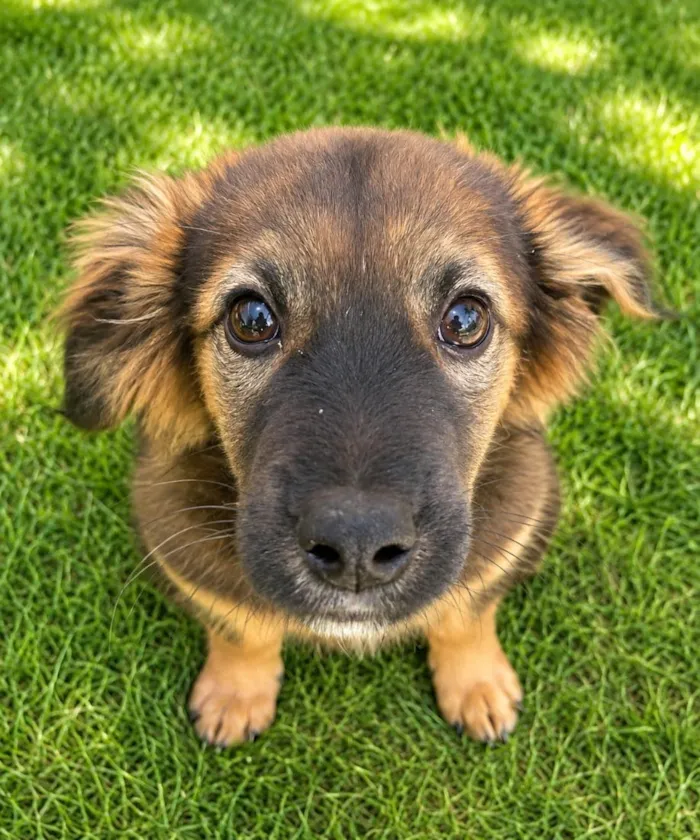 Cachorro raça SRD-ViraLata idade 2 a 6 meses nome Bolinha
