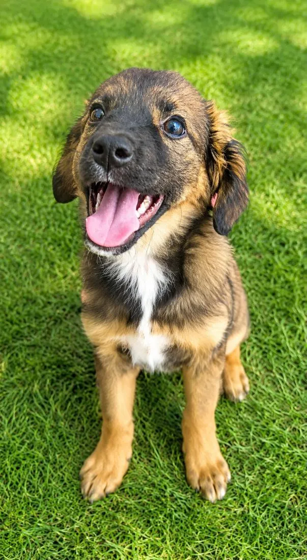 Cachorro raça SRD-ViraLata idade 2 a 6 meses nome Bolinha