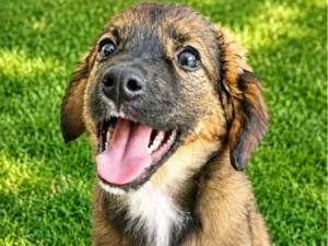 Cachorro raça SRD-ViraLata idade 2 a 6 meses nome Bolinha