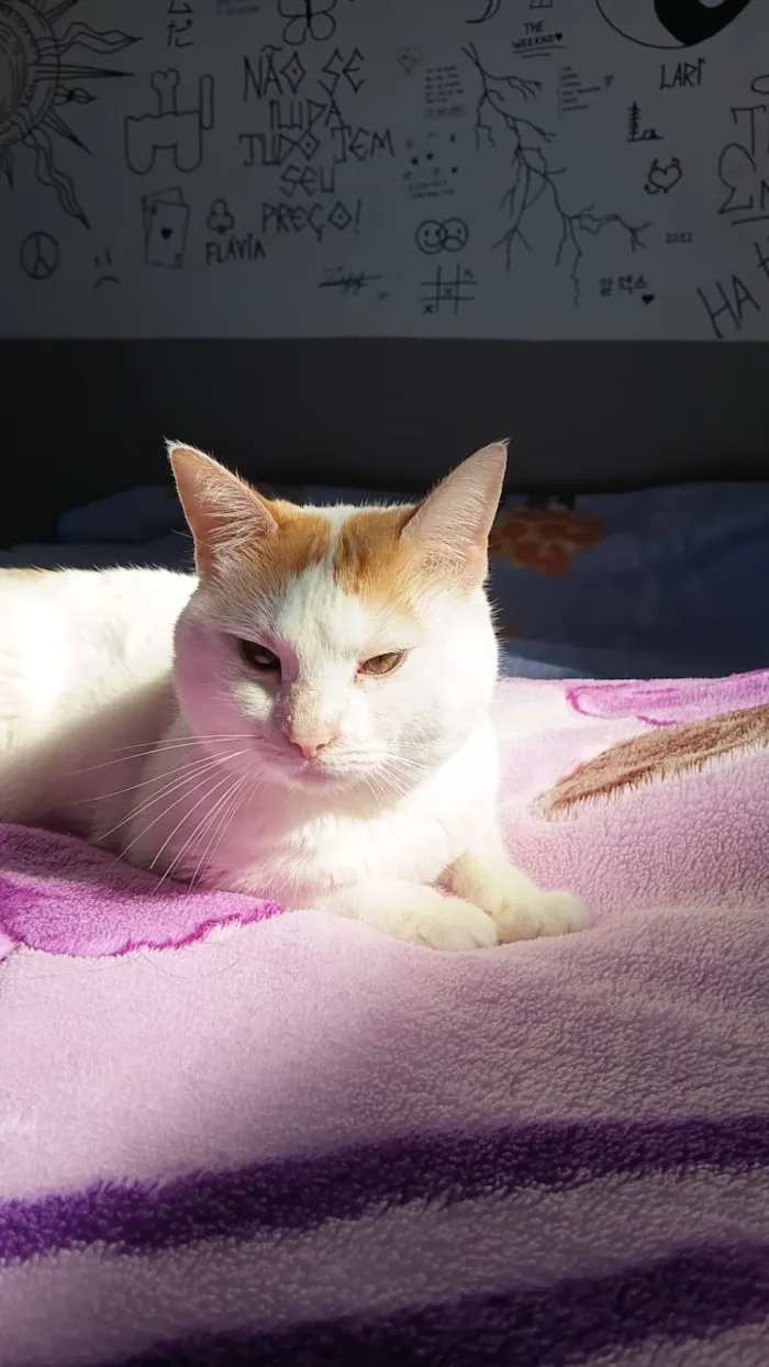 Gato raça  idade 3 anos nome Leonardo 