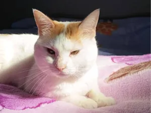 Gato raça  idade 3 anos nome Leonardo 