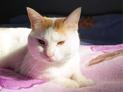 Gato raça  idade 3 anos nome Leonardo 
