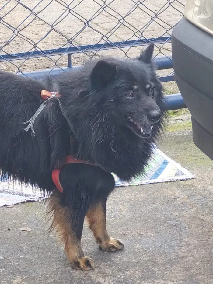 Cachorro raça SRD-ViraLata idade 6 ou mais anos nome ?