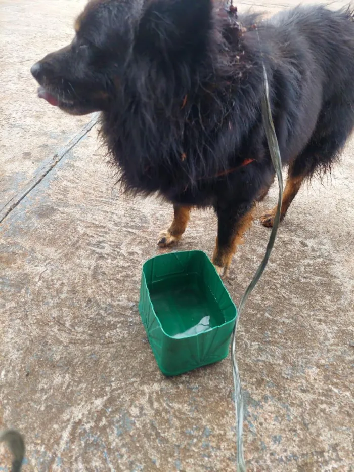 Cachorro raça SRD-ViraLata idade 6 ou mais anos nome ?