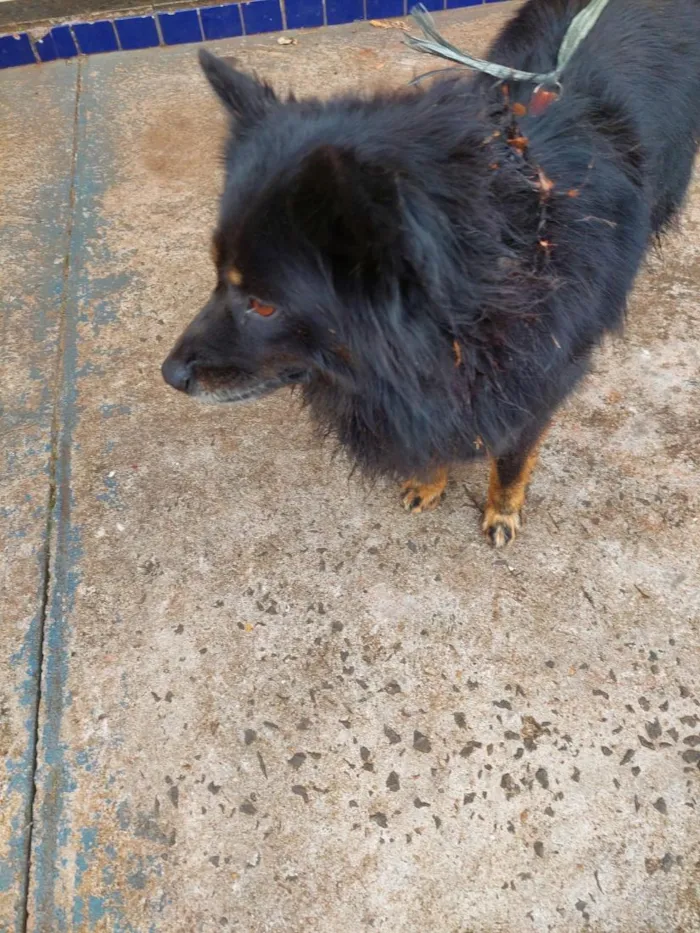 Cachorro raça SRD-ViraLata idade 6 ou mais anos nome ?