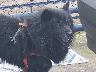 Cachorro raça SRD-ViraLata idade 6 ou mais anos nome ?