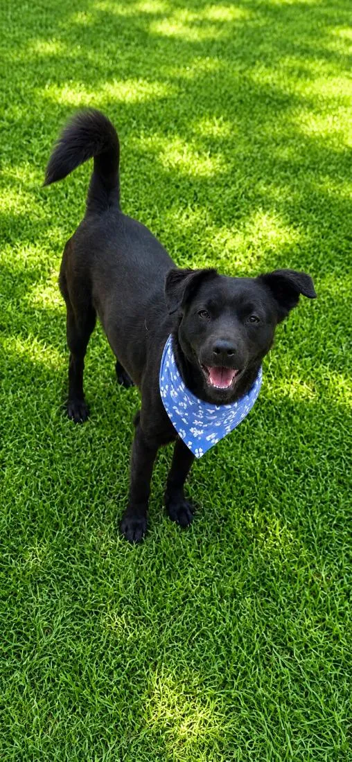 Cachorro raça SRD-ViraLata idade 1 ano nome Muleke