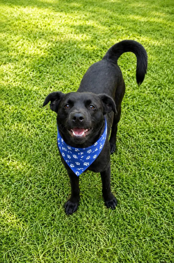 Cachorro raça SRD-ViraLata idade 1 ano nome Muleke