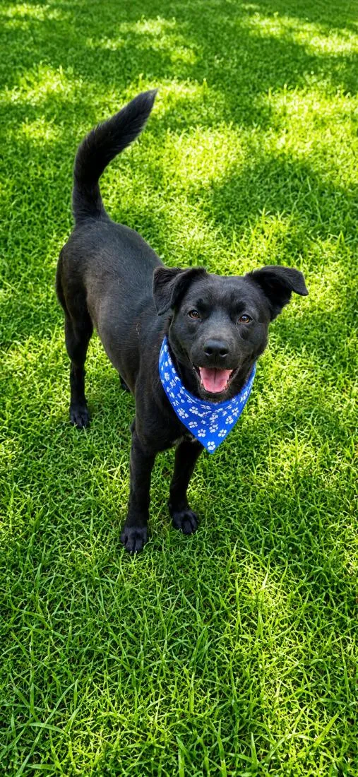 Cachorro raça SRD-ViraLata idade 1 ano nome Muleke
